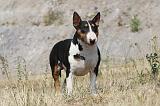 BULL TERRIER 042
